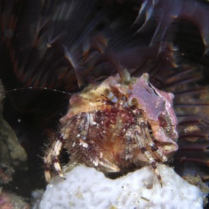 hermit_crab3