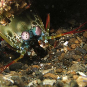 mantis_shrimp2