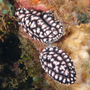 mating_nudis1