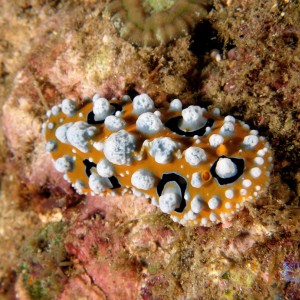 nudi_sp