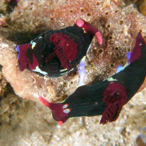 mating_nembrotha_2