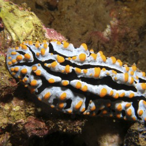 nudibranch_sp