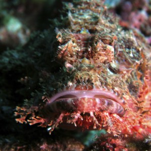 scorpion_fish_3