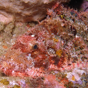 scorpion_fish_10