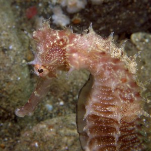 seahorse4