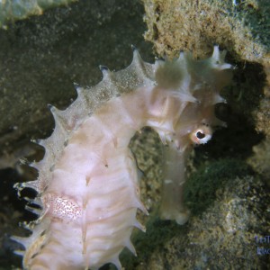 seahorse2