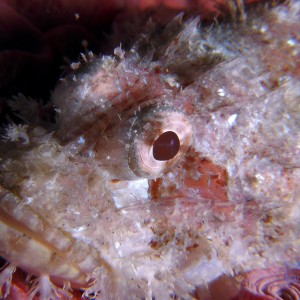 scorpion_fish_8