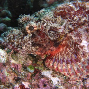 scorpion_fish_6