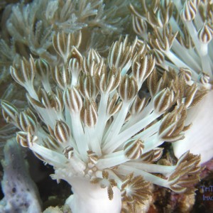 soft_coral1