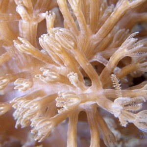 soft_coral2