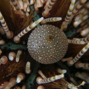 urchin_1