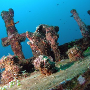 wide_angle_frogfish_3