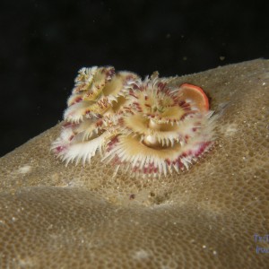 x_mas_tree_worm_2