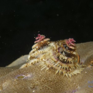 x_mas_tree_worm