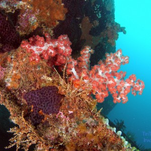wide_angle_softcoral