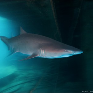 shark_1