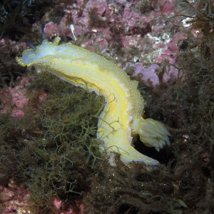 Enormous Nudibranch