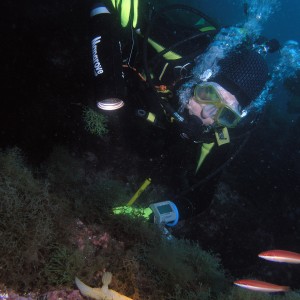 Enormous Nudibranch