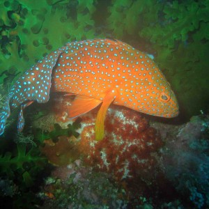 Coral Grouper