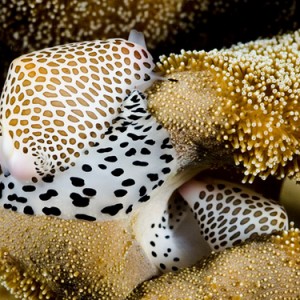 Cowries on leather coral