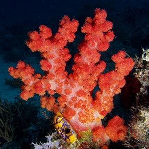 Fluffy soft coral