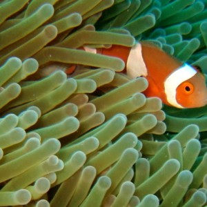 False Clown Anemonefish (Amphiprion percula)