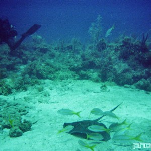 Manta ray and diver