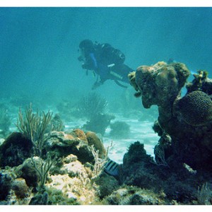 Corals @ 11m