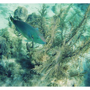 Stoplight Parrotfish ( male ) and corals