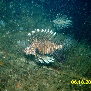 NC Lionfish