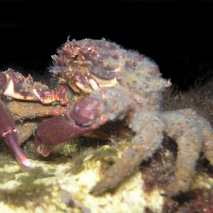 Decorator Crab "undressed" - Span 14, PC