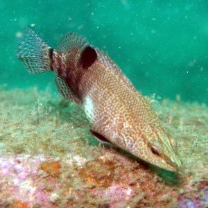 Belted Sandfish - Span 12 Panama City