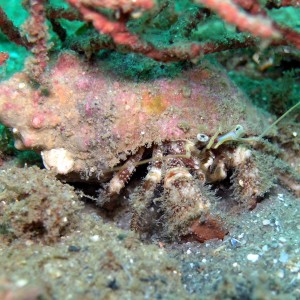 Hermit Crab - Span 12 Panama City