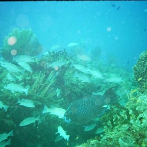 Bahamas Reef