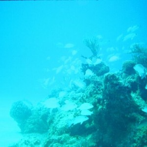 Coaral reef 3