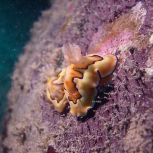 Nudibranches Mate