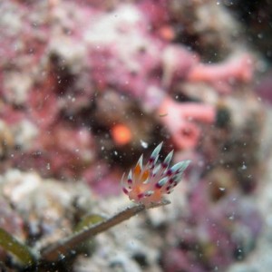 Nudibranch in snow