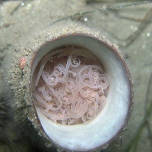Anemone, coiled up