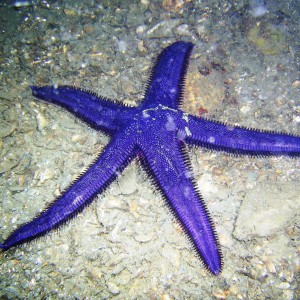 Starfish_1