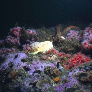 Anisodoris nobilis