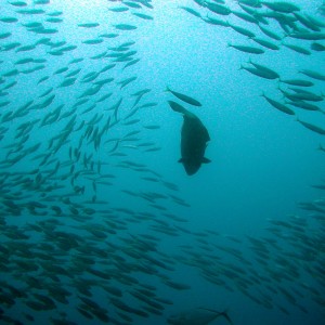 Potato cod feeding