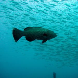 Black Grouper