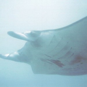 Manta Ray