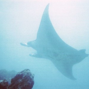 Manta Ray