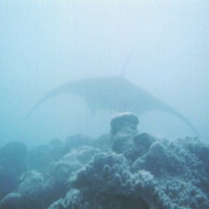 Manta Ray