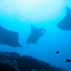 Manta Rays