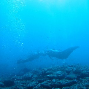 Manta Rays