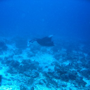 Manta Ray