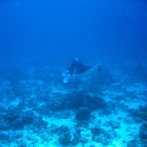 Manta Ray