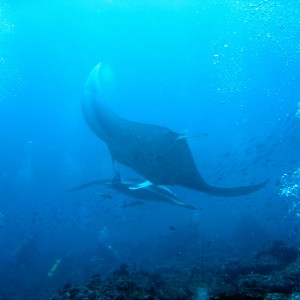 Manta Ray